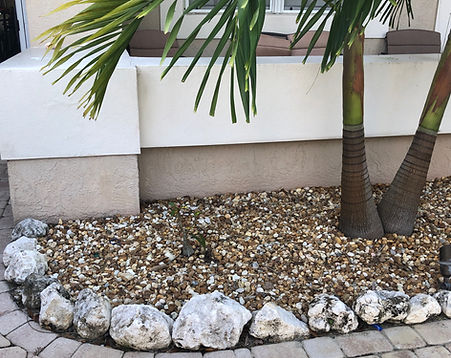 palm tree clean.jpeg