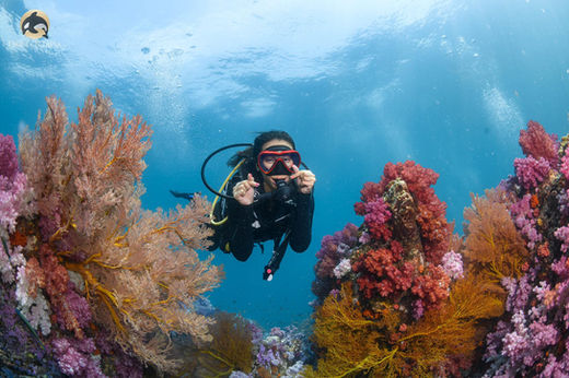 Orcaoktavia | Liveaboard | Thailand