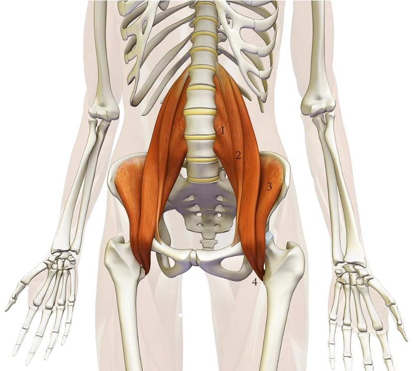 R&R: Psoas Release for Anxiety Relief
