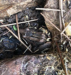 striped march frog hiding in the wet soil