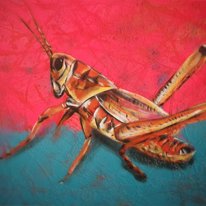 Grasshopper