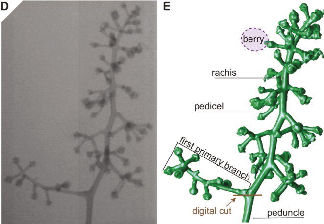Li et al. 2019