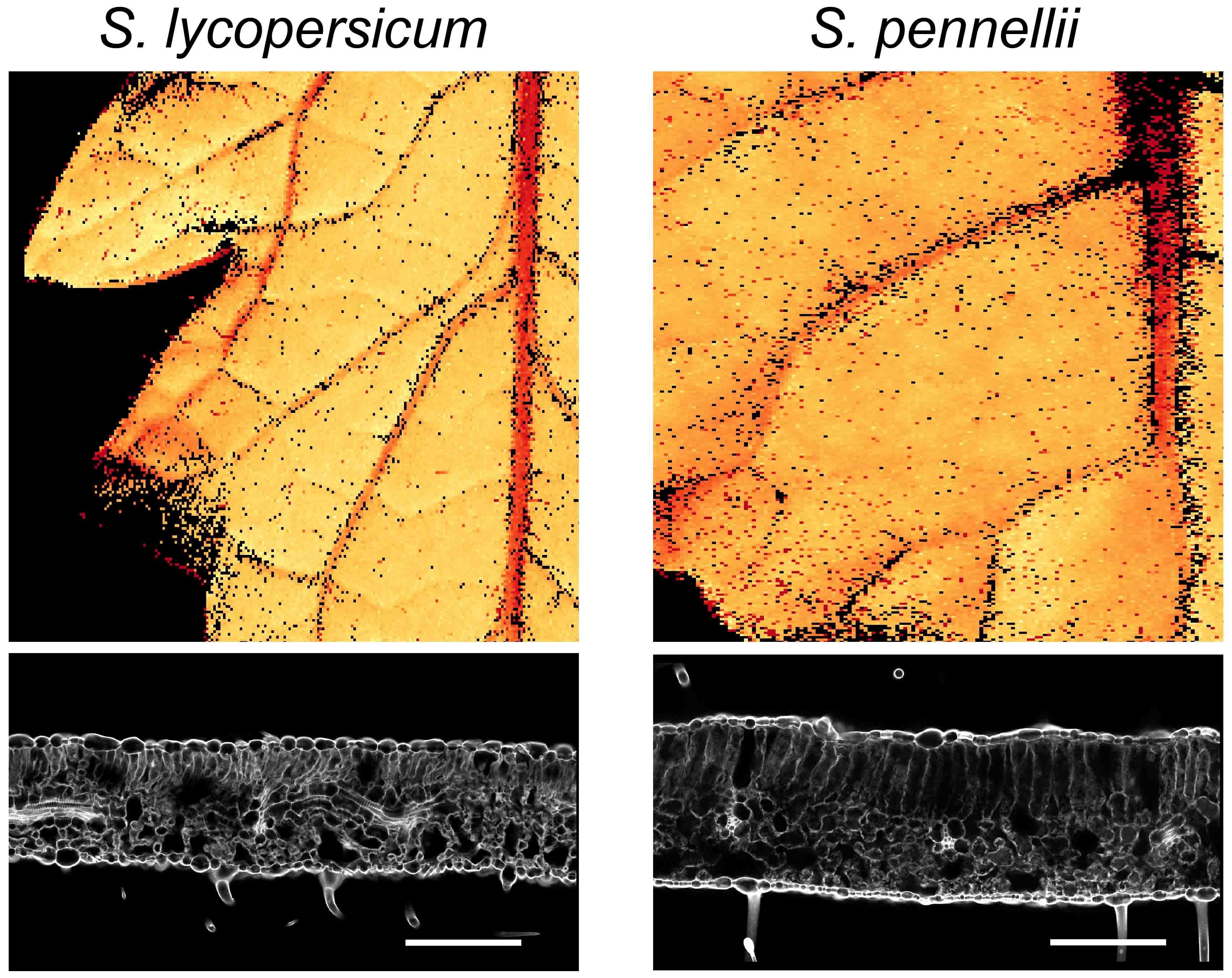 Coneva et al. 2017