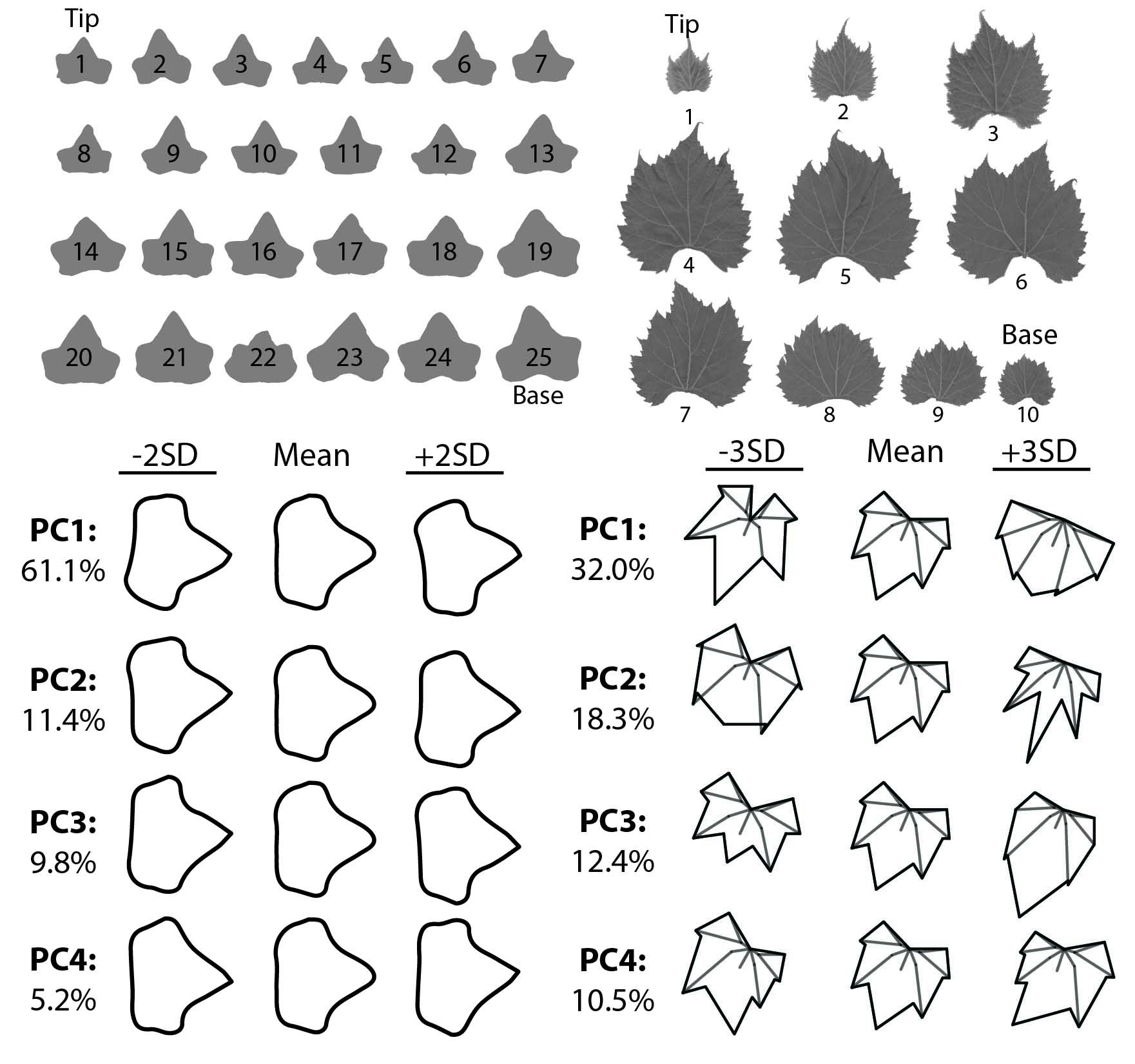 Martinez et al. 2016