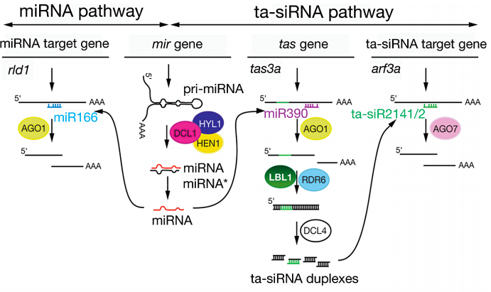 Nogueira et al. 2006