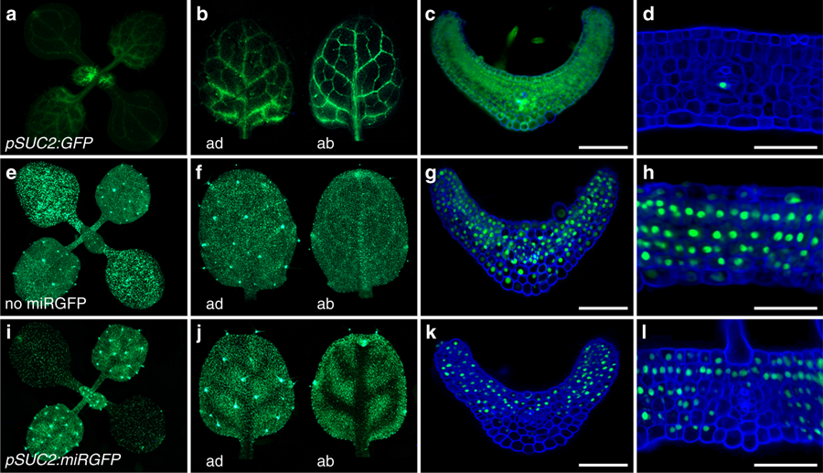 Skopelitis et al. 2018