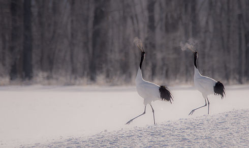 birger-strahl-w-uC3Hsg6iw-unsplash.jpg