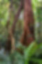 forest 1.jpg