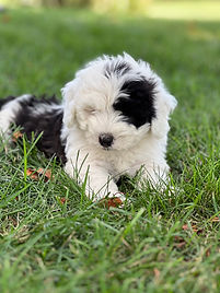 AKC Havanese and Miniature Sheepadoodles Puppies | Stoughton, WI ...
