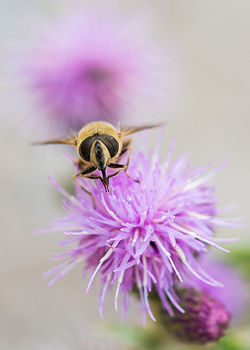 Pollenating Bee, Jasper Alberta