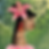 Bloom.png
