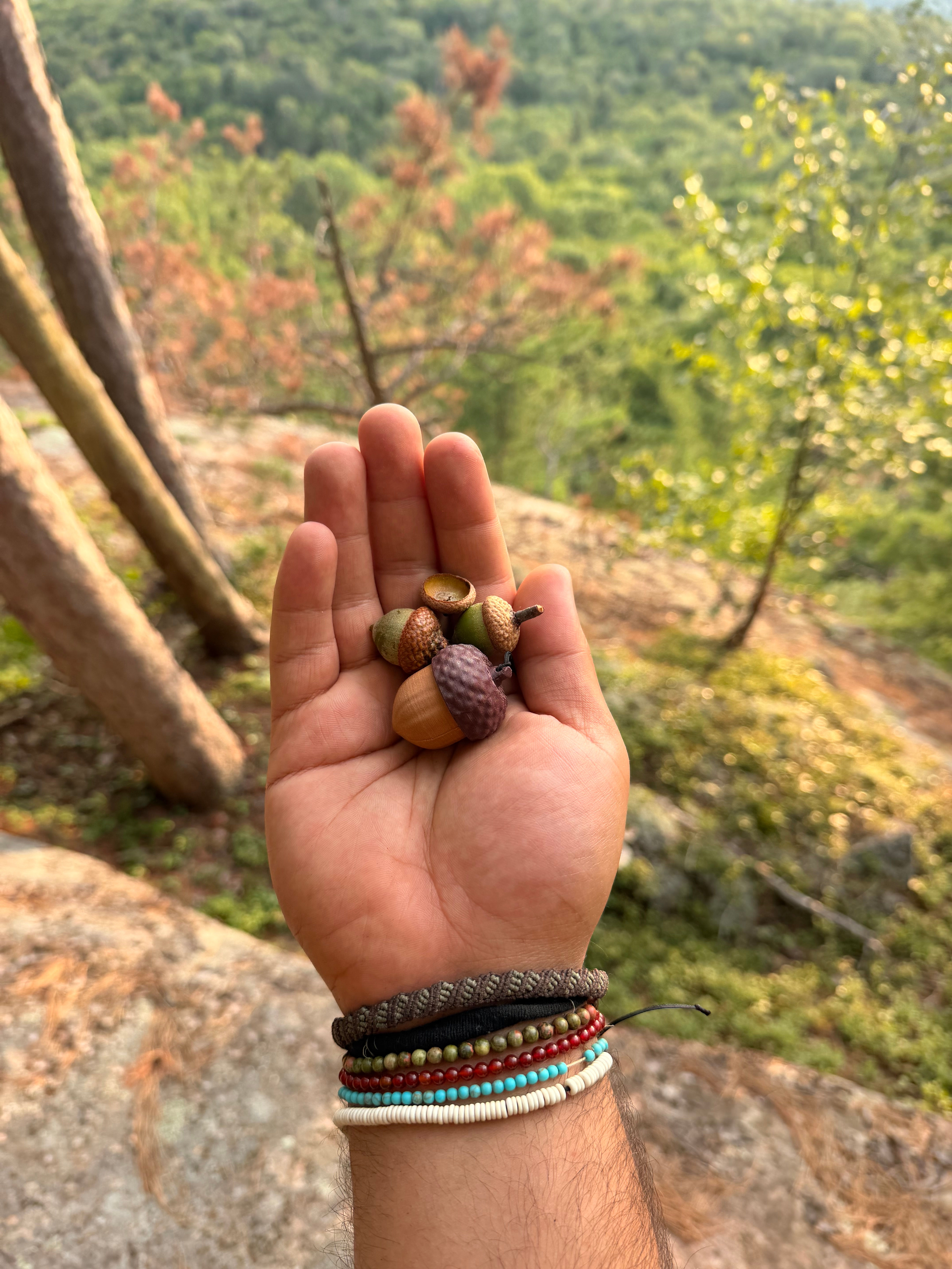 Oakley’s Acorn