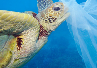 los mares de plastico