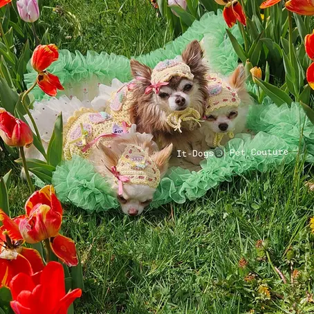 Picnic at tulips park