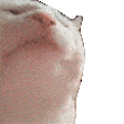 nodding cat.gif