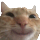 smiling cat.gif