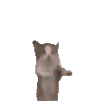 cat-jump.gif