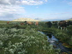 Rondane