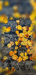 iPhone Screen Photo Autumn JPG.jpg