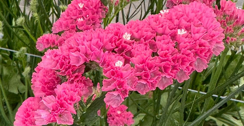 協会主催限定イベント開催「種苗会社さん訪問」＠山梨県