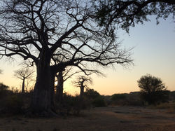 Ruaha 2015