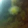 immersione scoglio del corallo