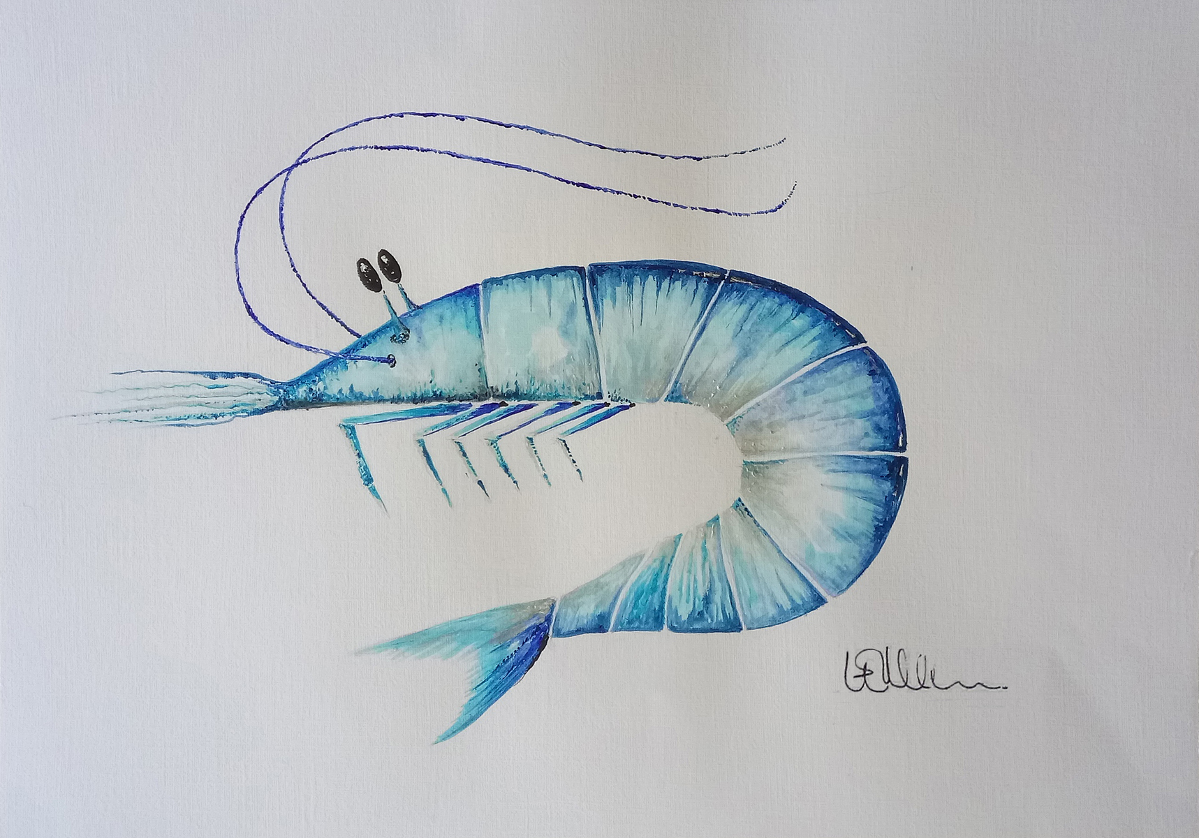 Blue Fussy Prawn