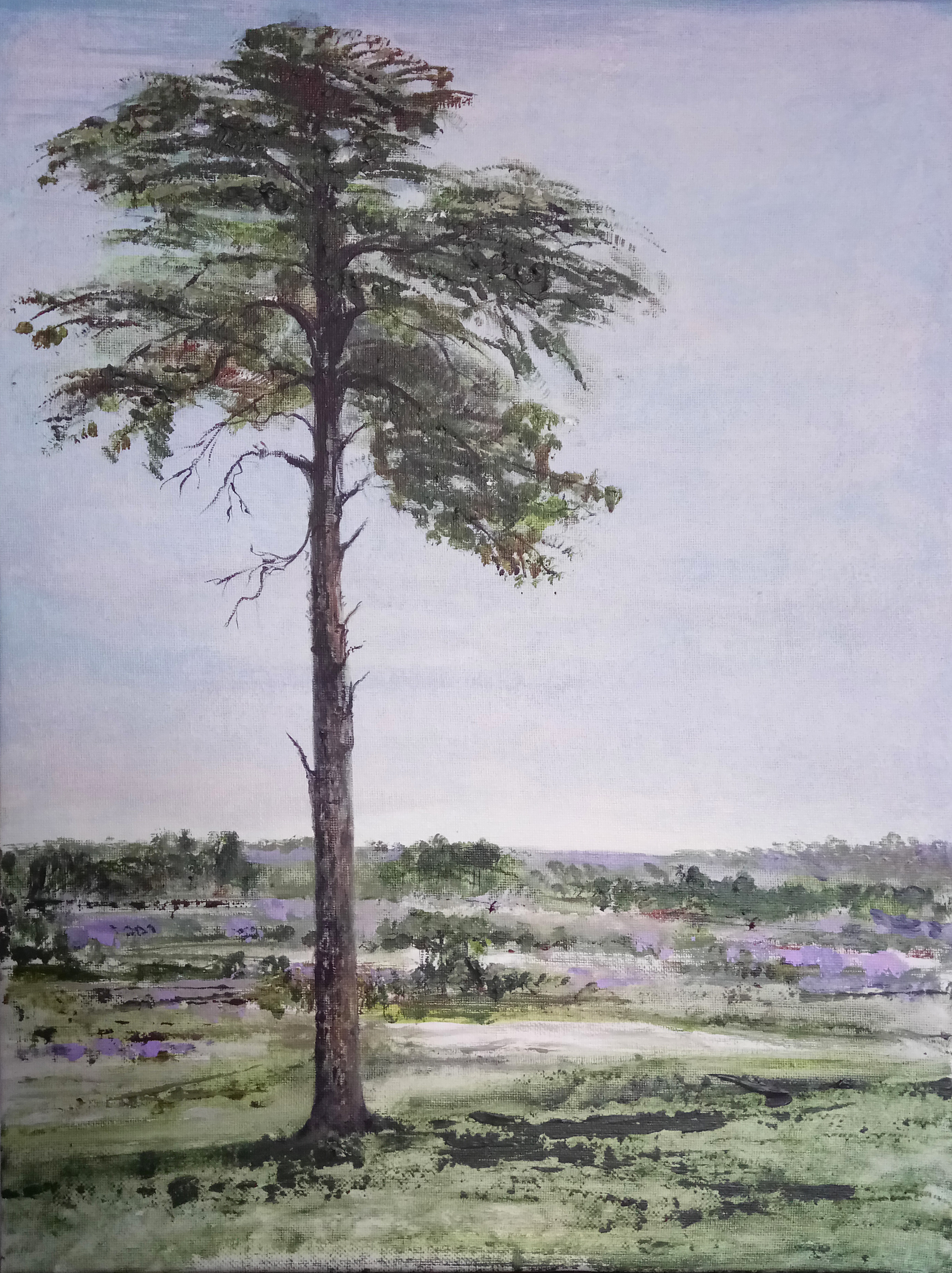New Forest Picnic Spot