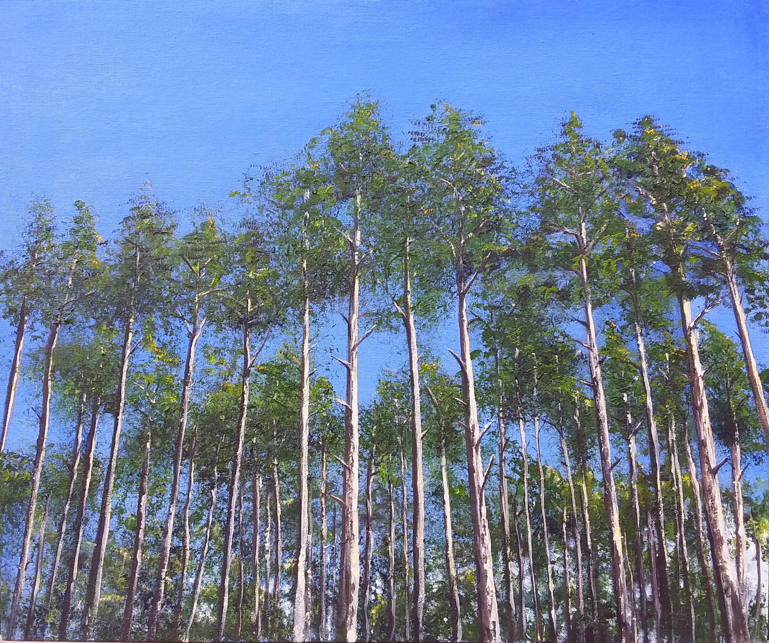 Pines Against the Blue