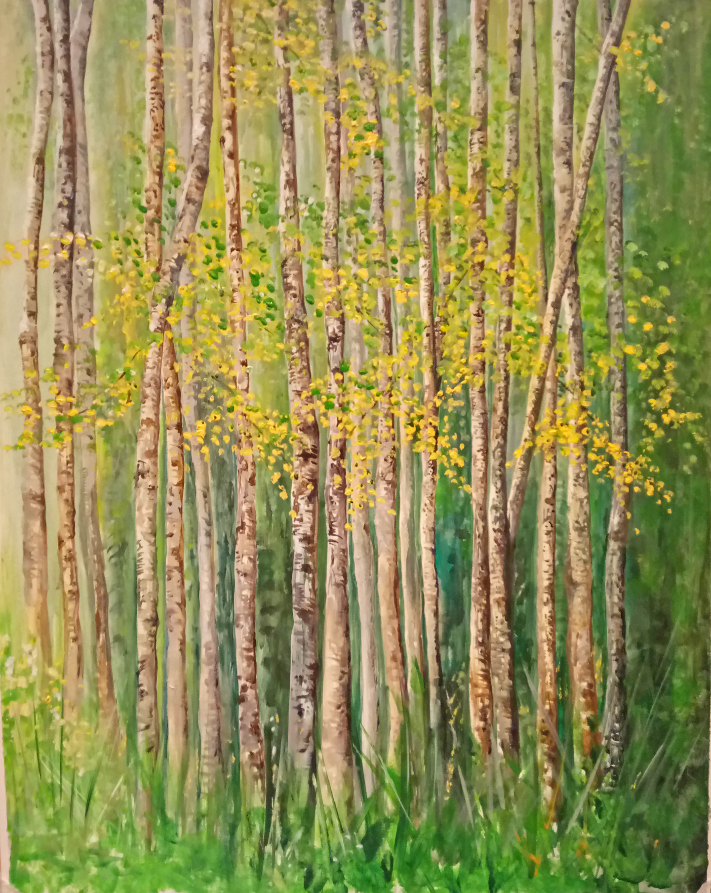 "Silver Birch, Spring Fresh"