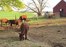 Ranchers walking with cows near sunset_edited.jpg