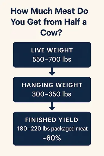 How much meat do you get from half of a cow?