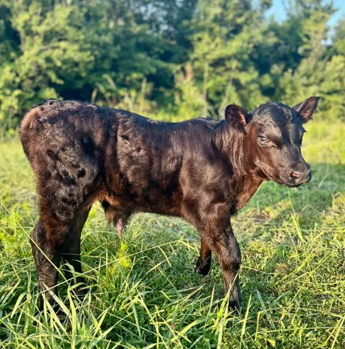 Baby Calf at Ample Farm
