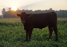 Ranchers walking with cows near sunset_edited.jpg