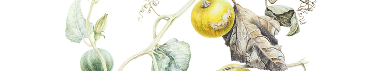 Buffalo Gourd.jpg