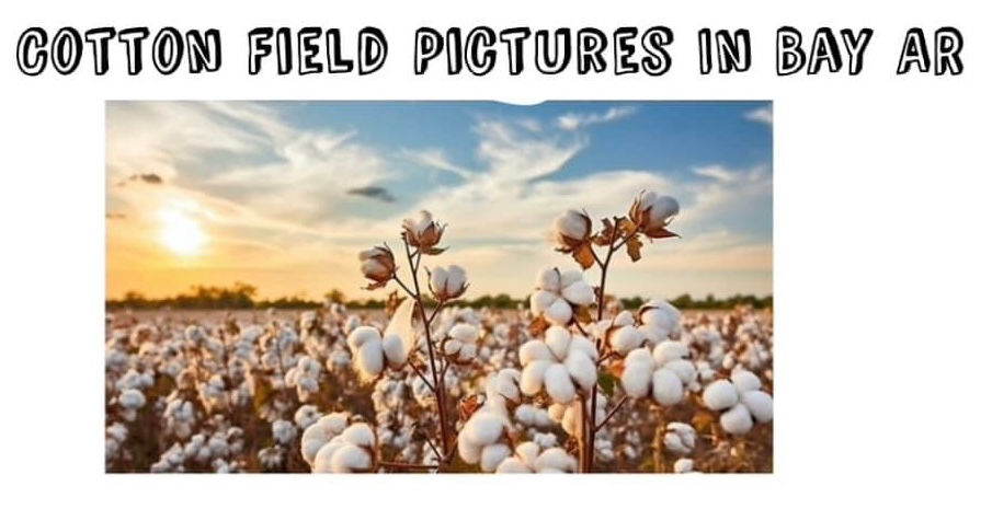 Cotten Filed Pictures In Bay