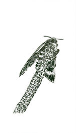 sarah battaglia artiste gravure