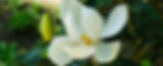 Southern Magnolia at the japanese friendship garden of phoenix