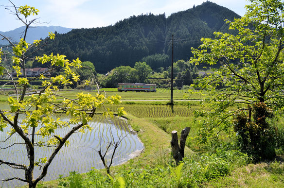 柿若葉に水鏡の田圃風景をはしりぬけて