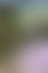 さくら　桜　サクラ　ちょっぴり椿