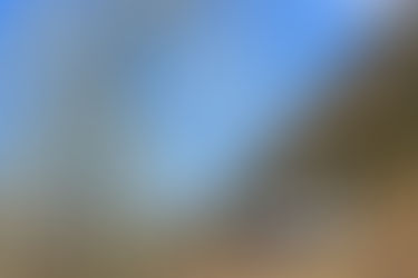 しだれ梅　紅白梅　そして茶畑