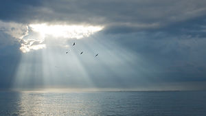 birds_flying_sunshine.jpeg