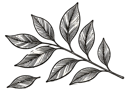 curry leaves