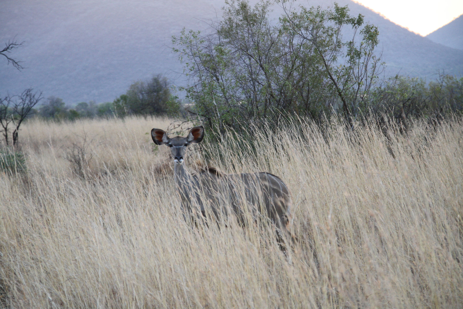 Kudu