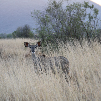 Kudu