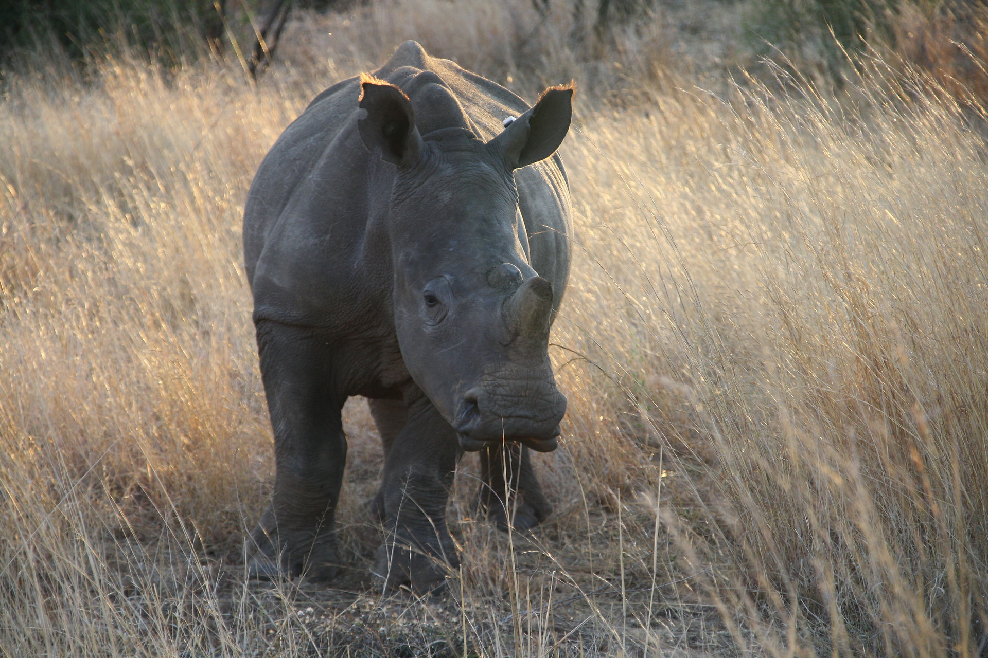 Rhino