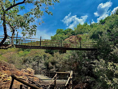 Hartbeespoort’s Monkey Sanctuary: A Wild and Wonderful Experience