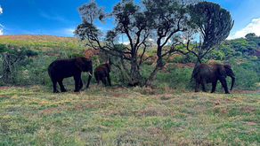 Exploring the Elephant Sanctuary in Hartbeespoort Dam