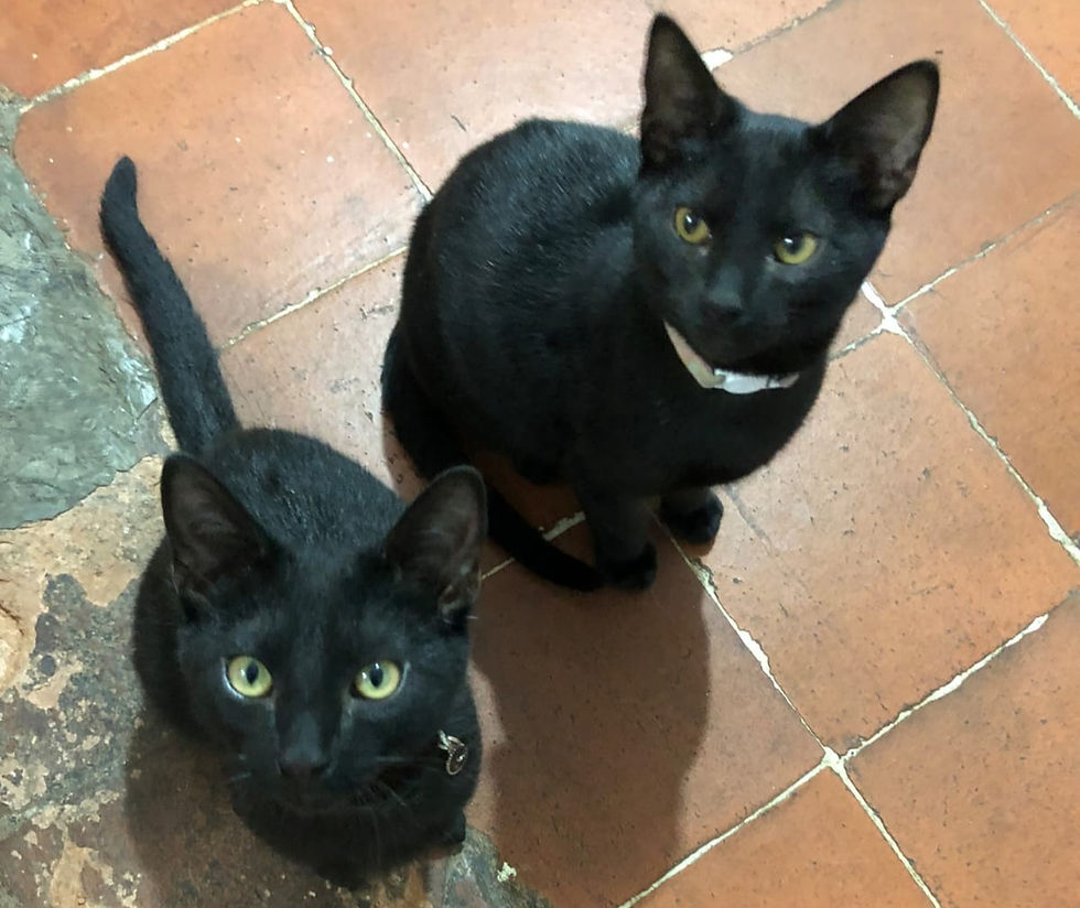 Urge gobierno de Toluca a proteger a gatos de color negro en esta temporada
