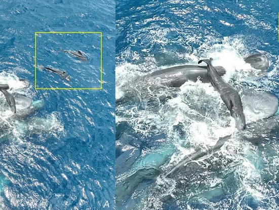 Inédito: documentan nacimiento de cachalote y surge sorpresa